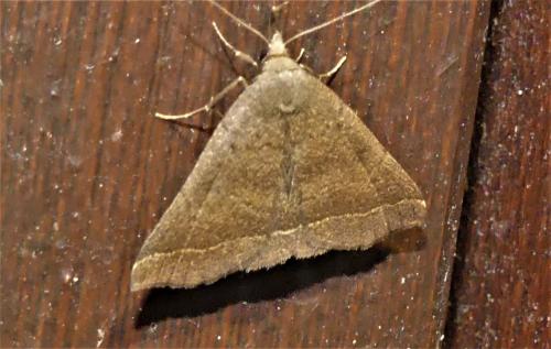 Polypogon plumigeralis